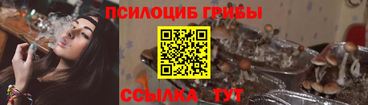 Псилоцибиновые грибы прущие грибы Новокубанск